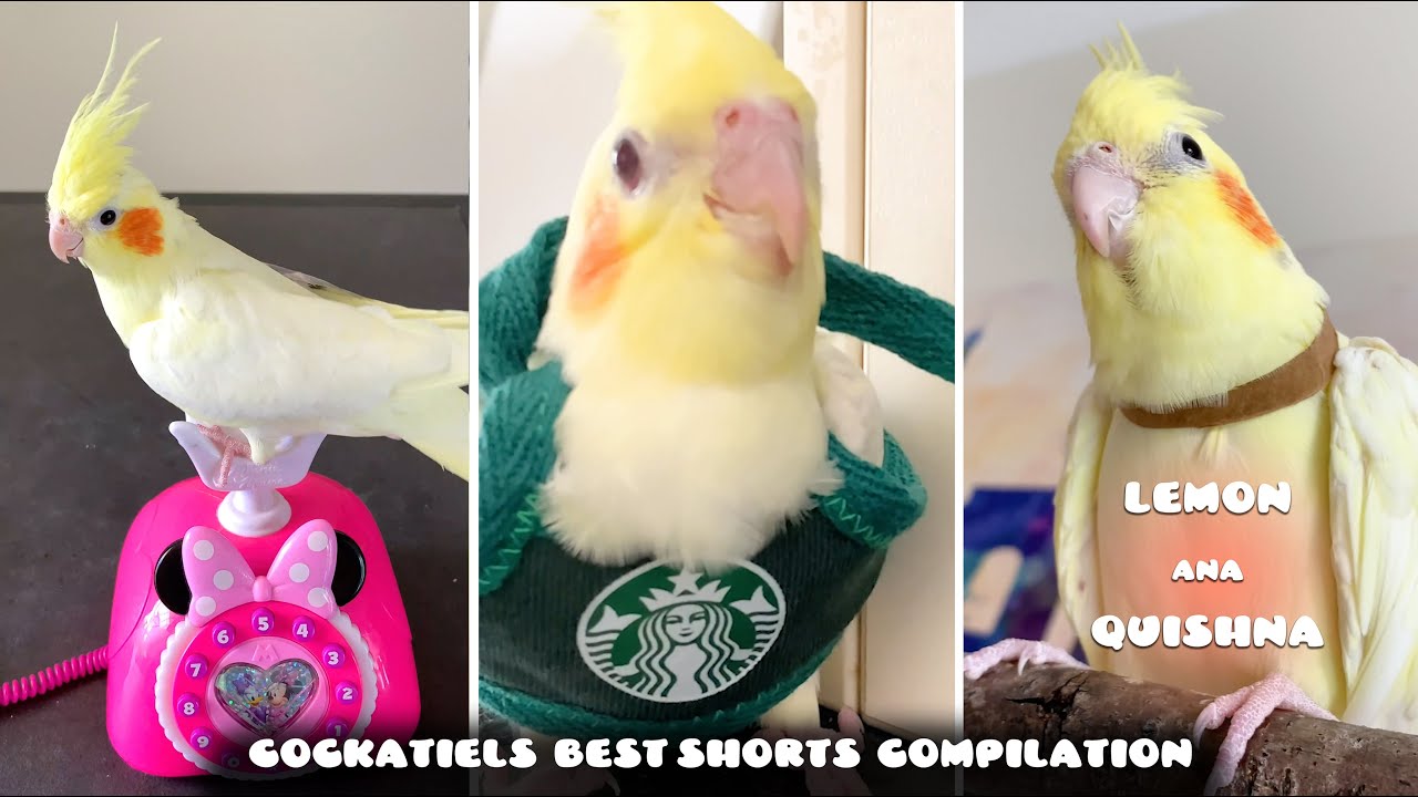 Сборник лучших коротких моментов 2023 года: Cockatiel Family Lemon, Ana и Quishna