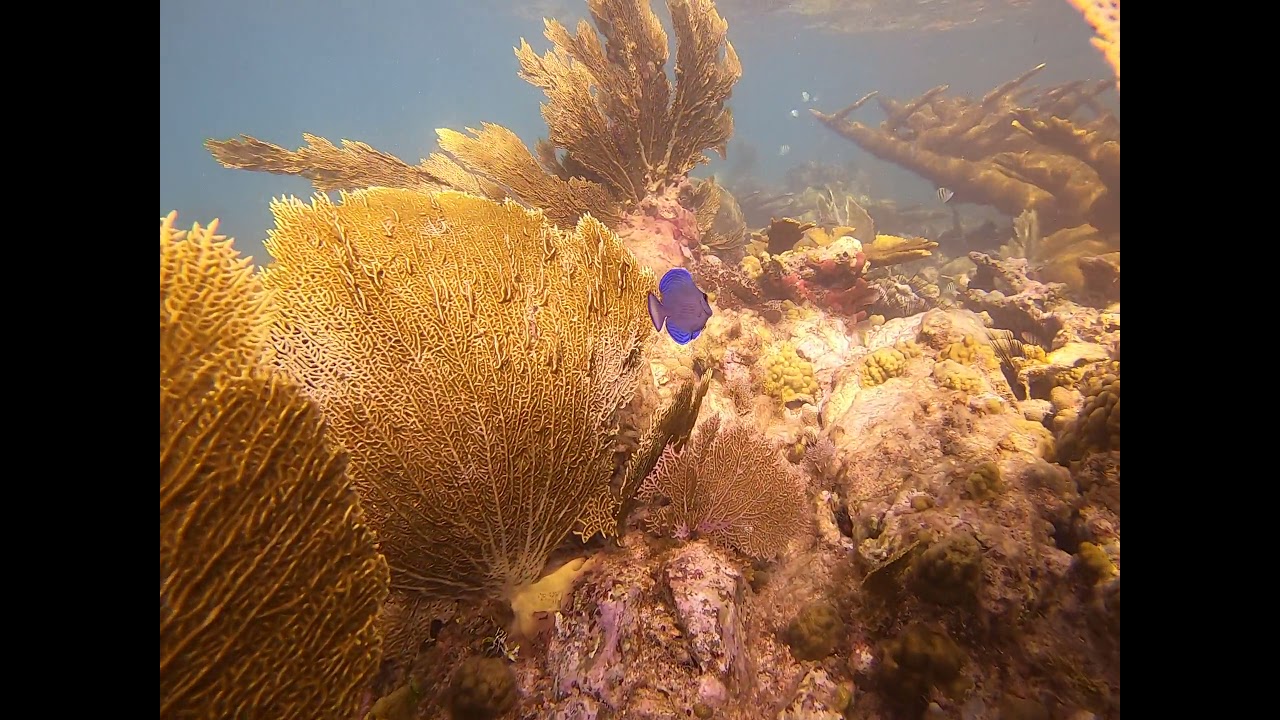 Sea Fan Coral