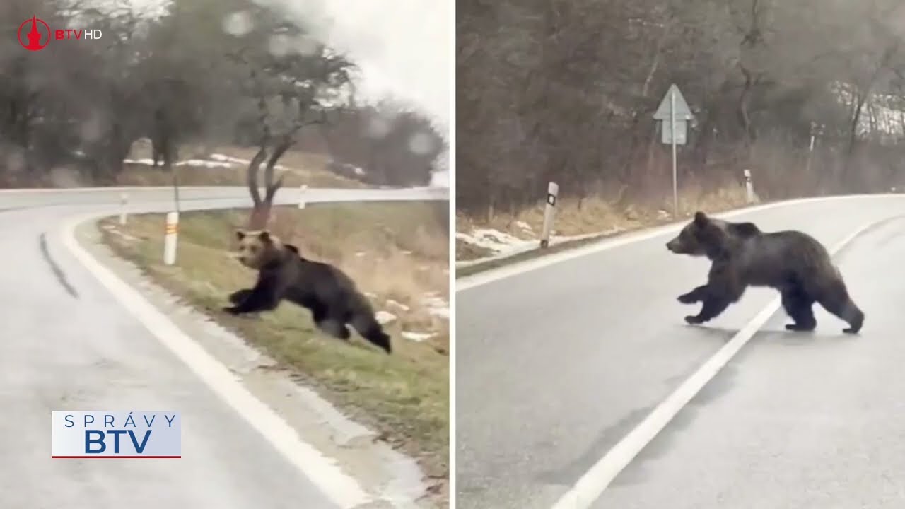 Medveď medzi Raslavicami a Demjatou