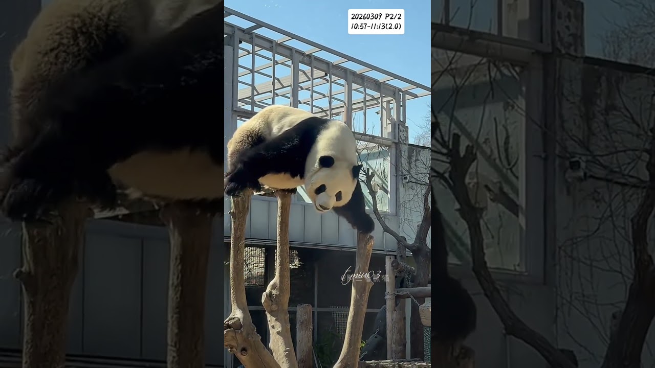 9.3.2026 P2/2 MengLan/萌兰日记