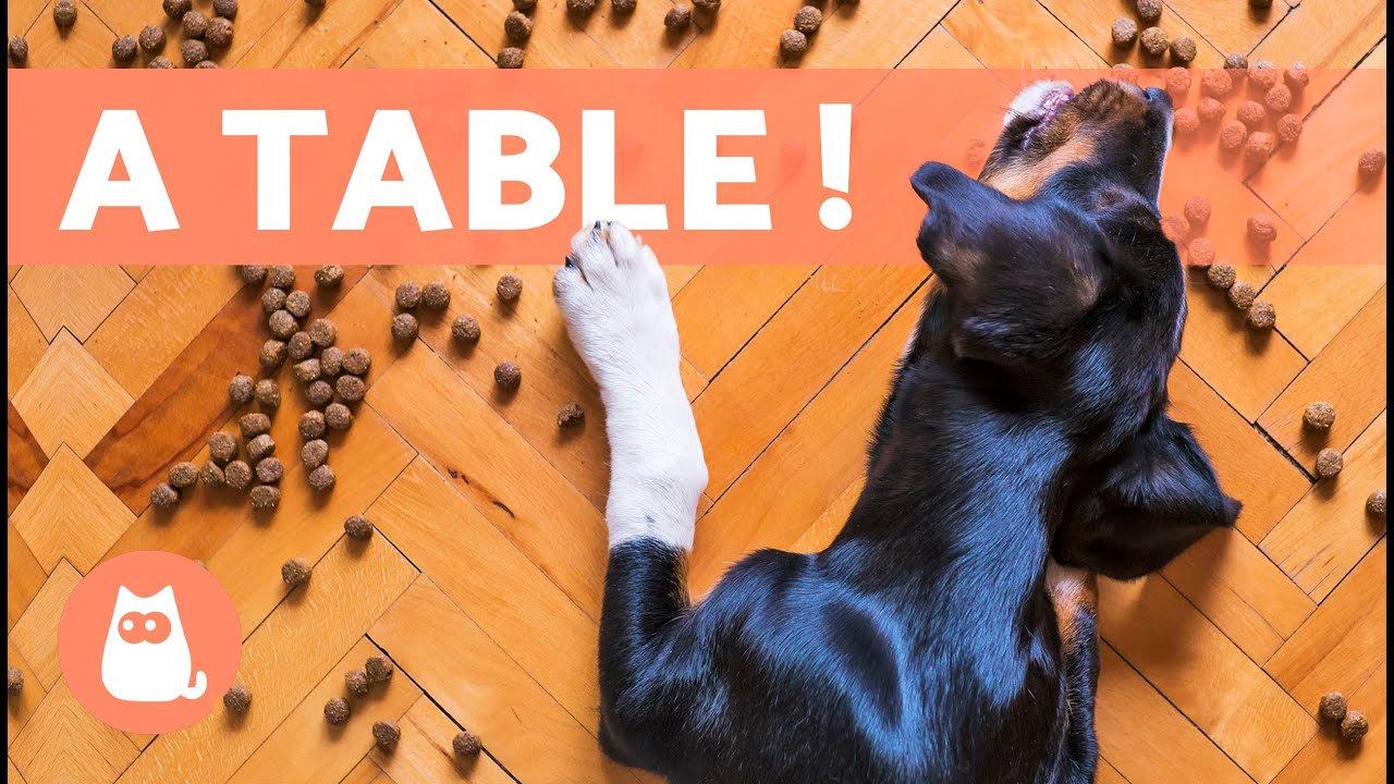 Quelles sont les MEILLEURES CROQUETTES pour mon CHIEN 🐶✅ (5 conseils à appliquer !)