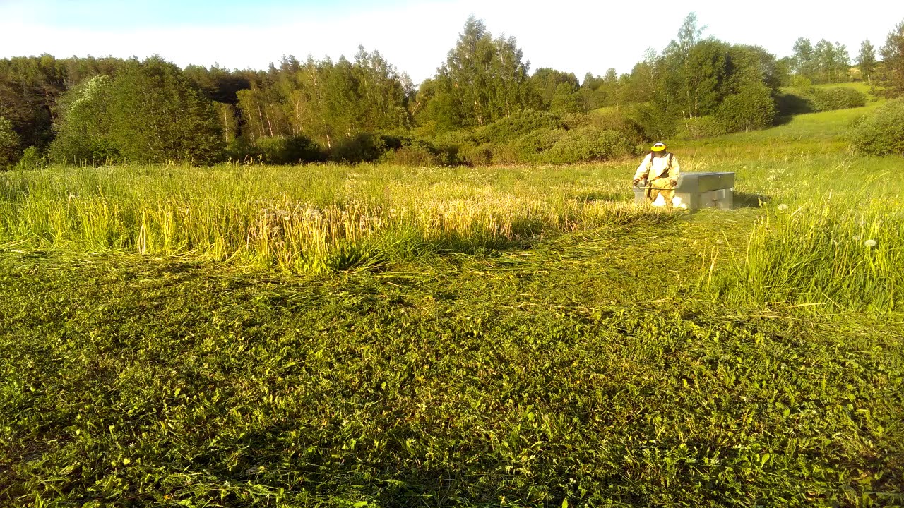 Stihl FS 550 on work, hot day 29 degrees.