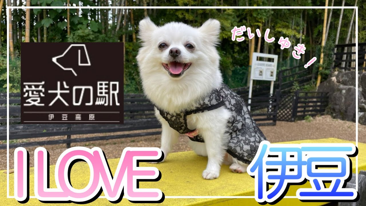 【ポメチワ】前日眠れないほど楽しみにしている、愛犬の駅が大好きすぎる我が子が超絶可愛いすぎました〜❤︎