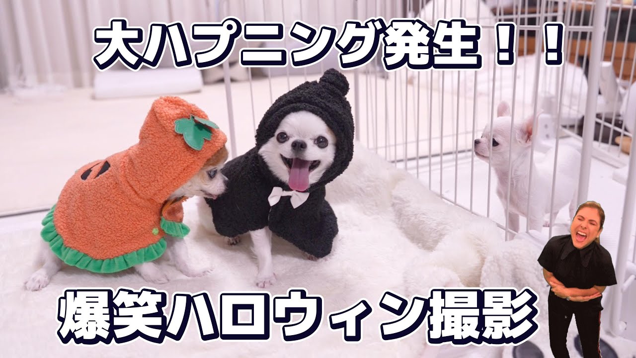 【爆笑】想像を超える拒否反応！子犬だけ裸族で大騒ぎのハロウィン撮影！