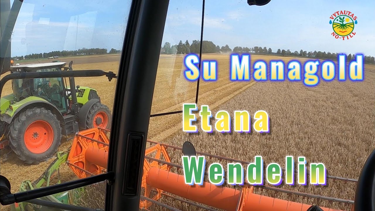 Apie kviečių veisles Managold, Etana, Wendelin