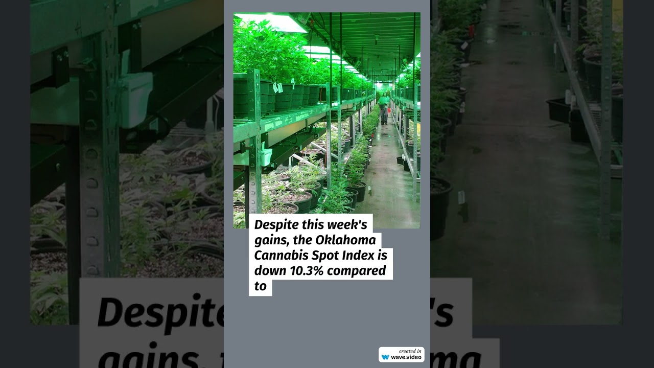 Cannabis Benchmarks US Spot Index Report - September 6, 2024 #marijuananews #cannabisdaily #cannabis