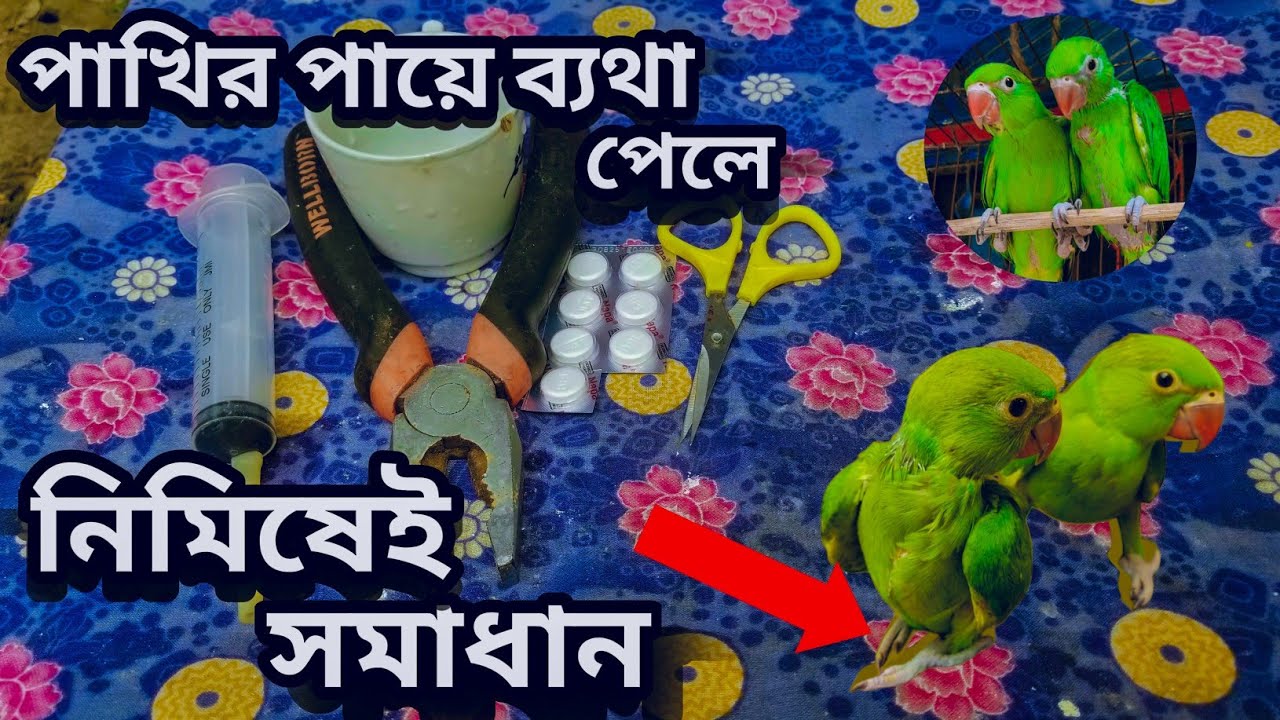 টিয়া পাখির পায়ে ব্যথা পেলে নিমিষেই শেষ। পদ্ধতিটি দেখে নিন।#টিয়াপাখিরপায়েব্যথা পেলেকিকরবেনযেনেনিন।