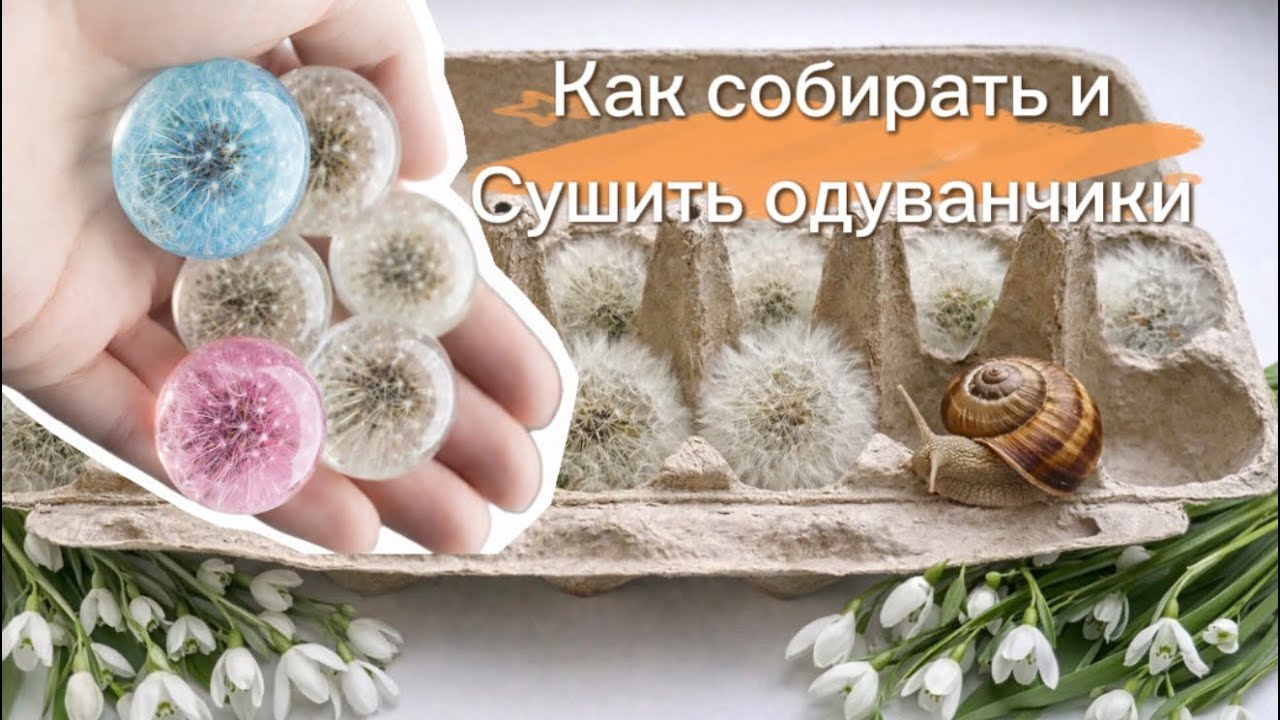 Как собирать сушить и подготавливать одуванчики в заливку со смолой 