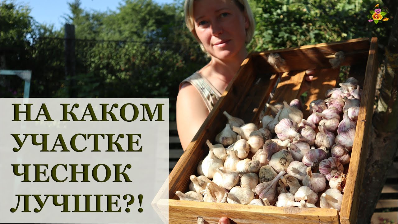 Сравниваю чеснок на разных участках / Уборка чеснока / Слоновий чеснок - рокамболь