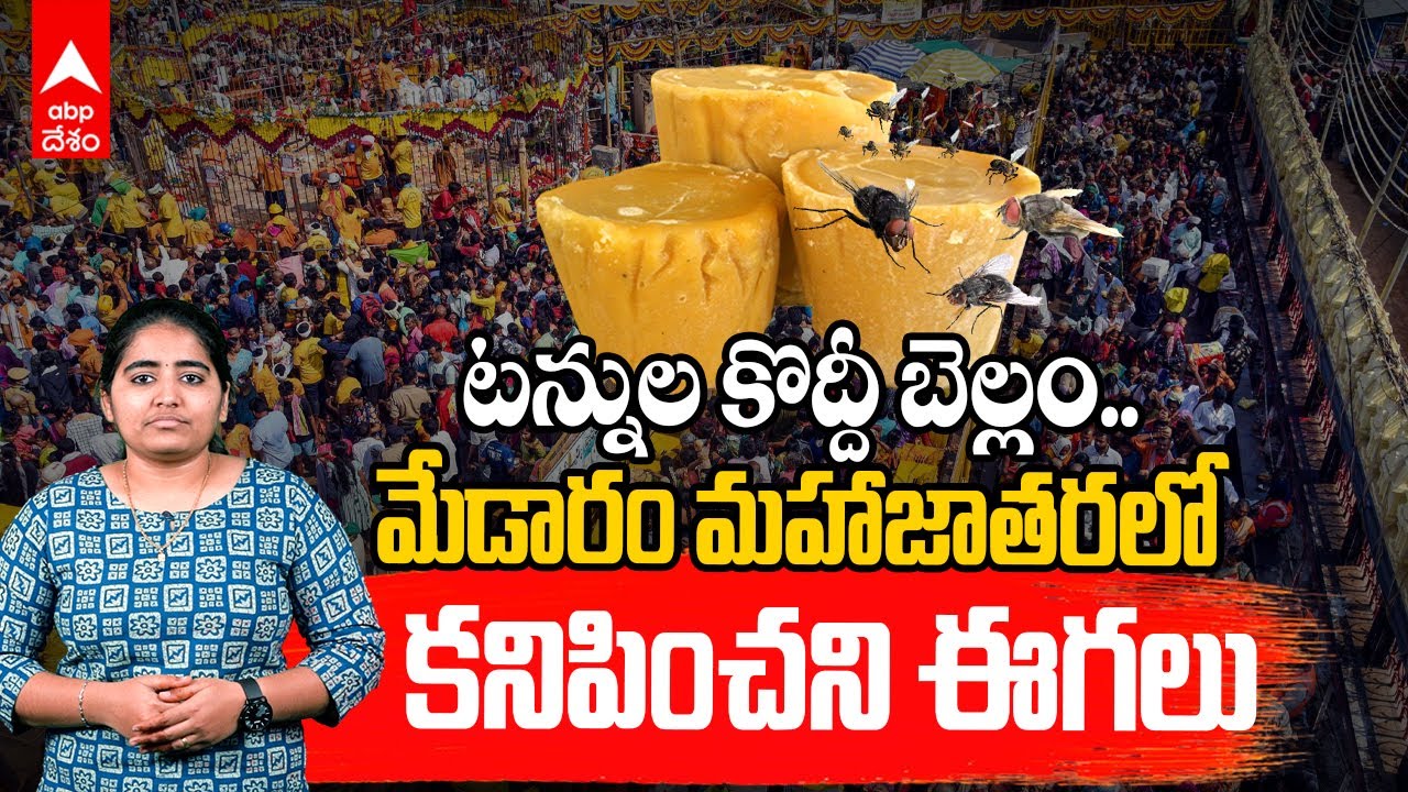 Medaram Jatara Houseflies Mystery | మేడారం మహాజాతరలో కనిపించని ఈగలు | ABP Desam