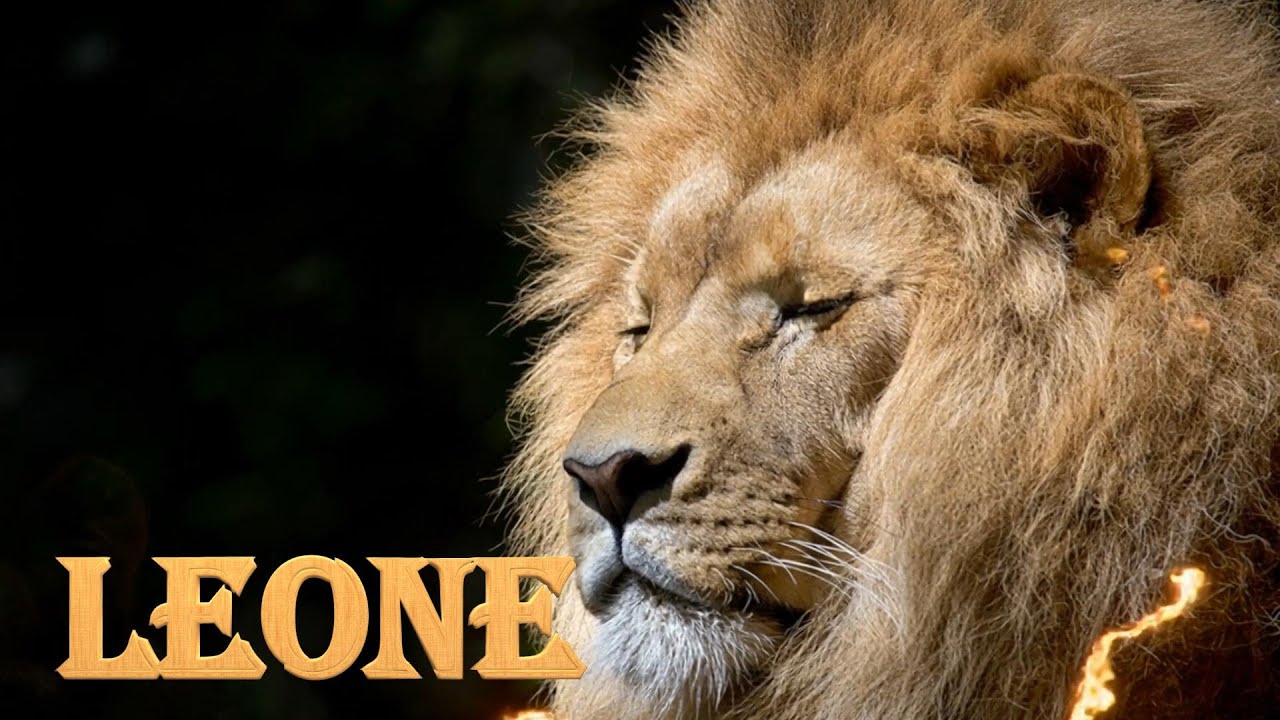 PREVISIONE  ANNUALE LEONE 2026