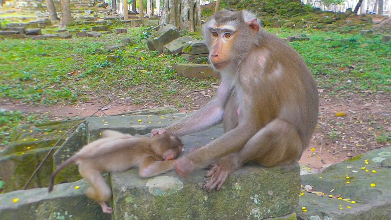 Lily monkey baby is not happy with Libby who get her crying with no reason