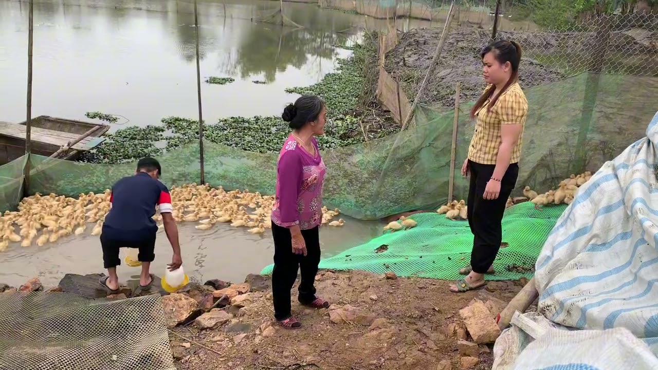 Mụ quyển biết tin thắng có tiền đầu tư nuôi vịt tính đến bây trò