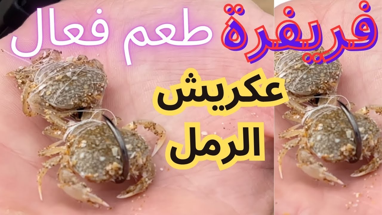 طريقة المحافظة على عكريش حيًّا أثناء التطعيم
