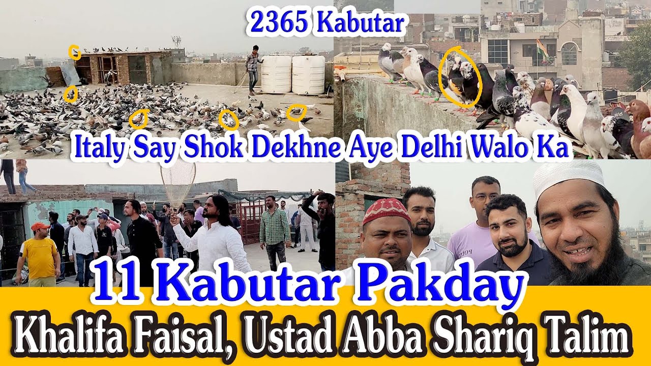 11 Kabutar Pakday, Khalifa Faisal, 2365 Kabutar, Ustad Abba Shariq, Mohit Chodhary, Ankit Chodhary