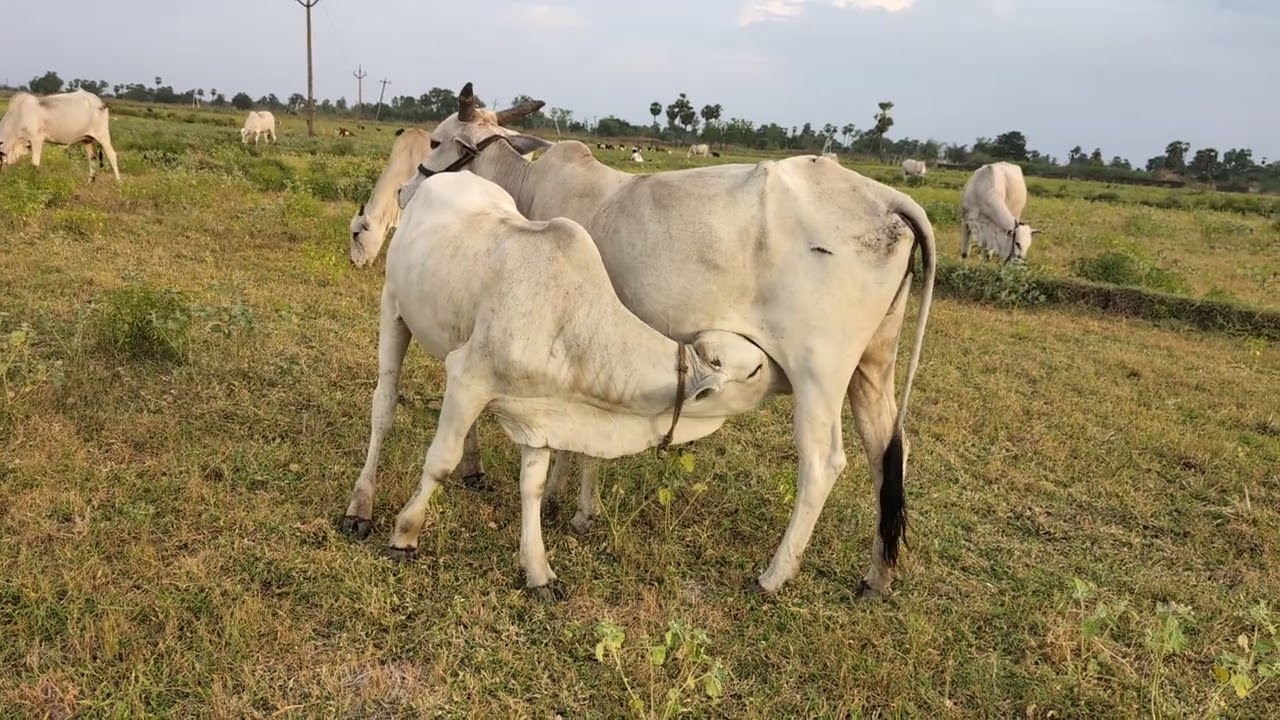 6 months Ongole bull