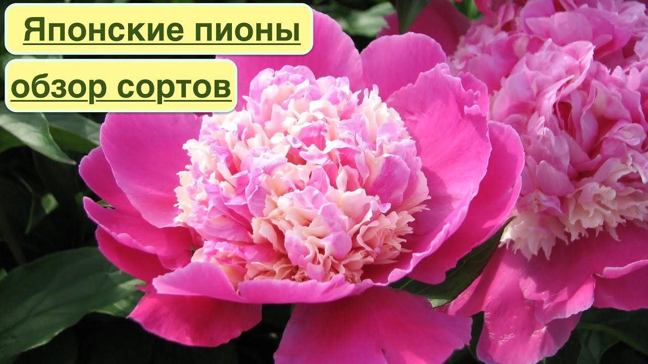 ЯПОНСКИЕ ТРАВЯНИСТЫЕ ПИОНЫ. ОБЗОР КРАСИВЫХ СОРТОВ. Japanese herbaceous peonies