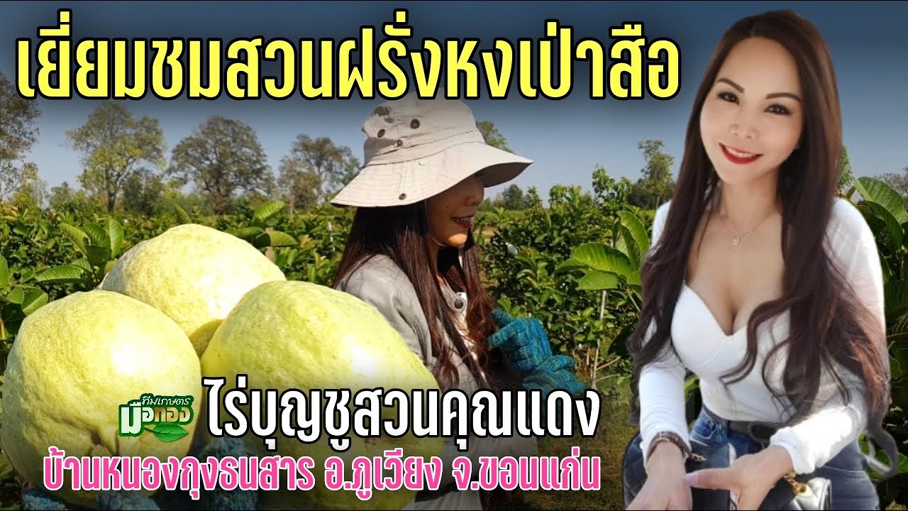 เยี่ยมสวนฝรั่งหงเป่าสือไร่บุญชูสวนคุณแดง@teamkasetmeuthong