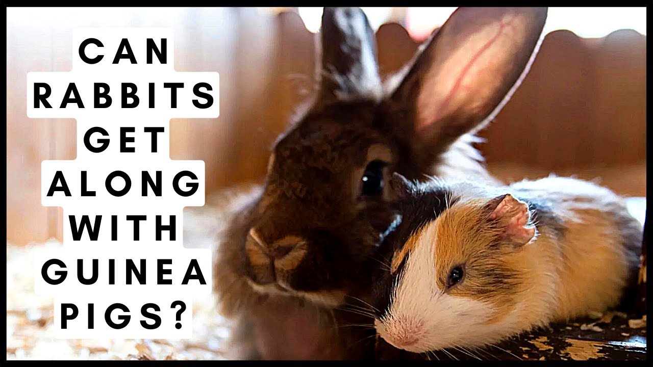 Can Rabbits Get Along With Guinea Pigs?