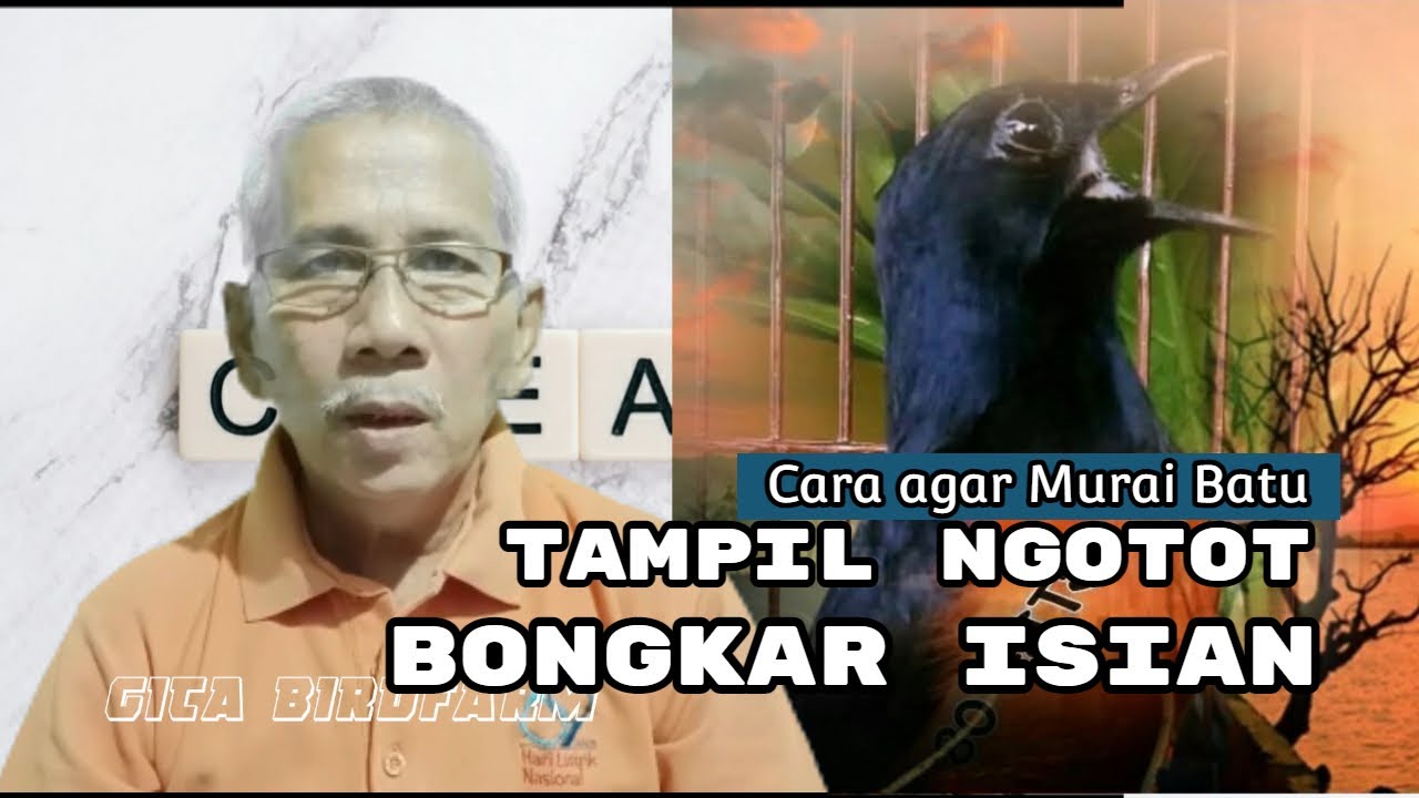 CARA AGAR MURAI TAMPIL NGOTOT DAN BONGKAR ISIAN