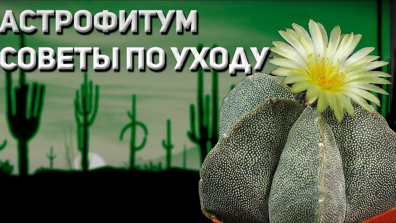 Кактусы. Астрофитум. Советы по уходу