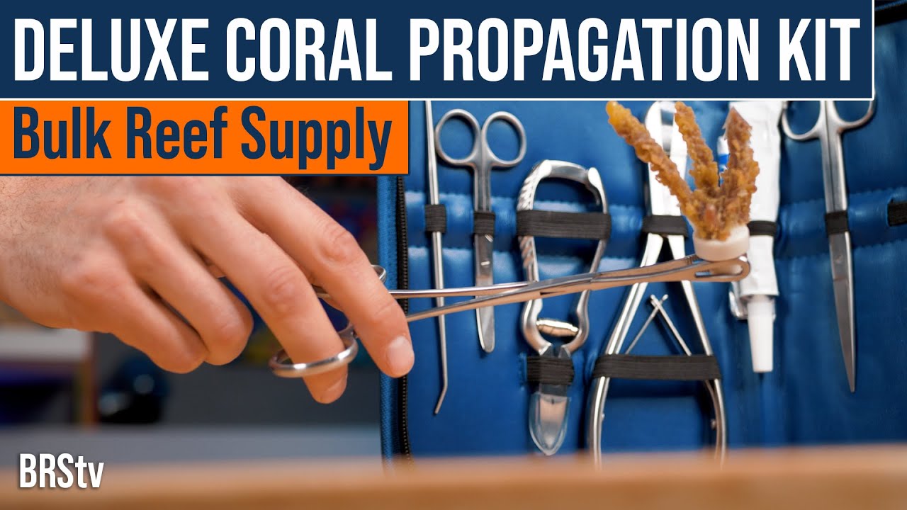 Thinking About How to Frag Corals in Your Reef Tank? Start With the Right Set of Tools.