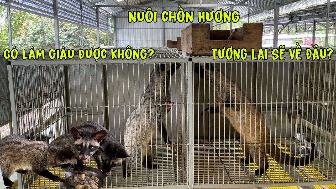Có Làm Giàu Được Với Con Chồn Hương Này Không? Nuôi Rồi Tương Lai Sẽ Về Đâu?/Góc Chăn Nuôi