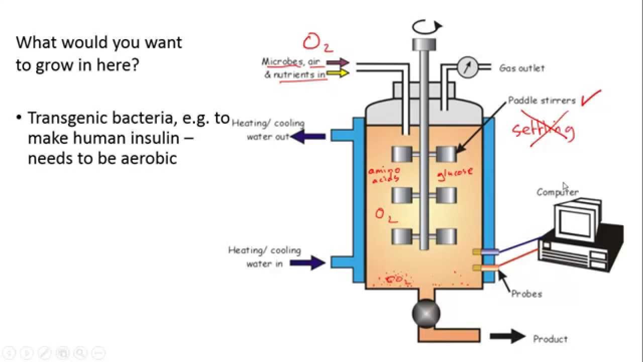 Fermenters and Yoghurt Making for IGCSE Biology