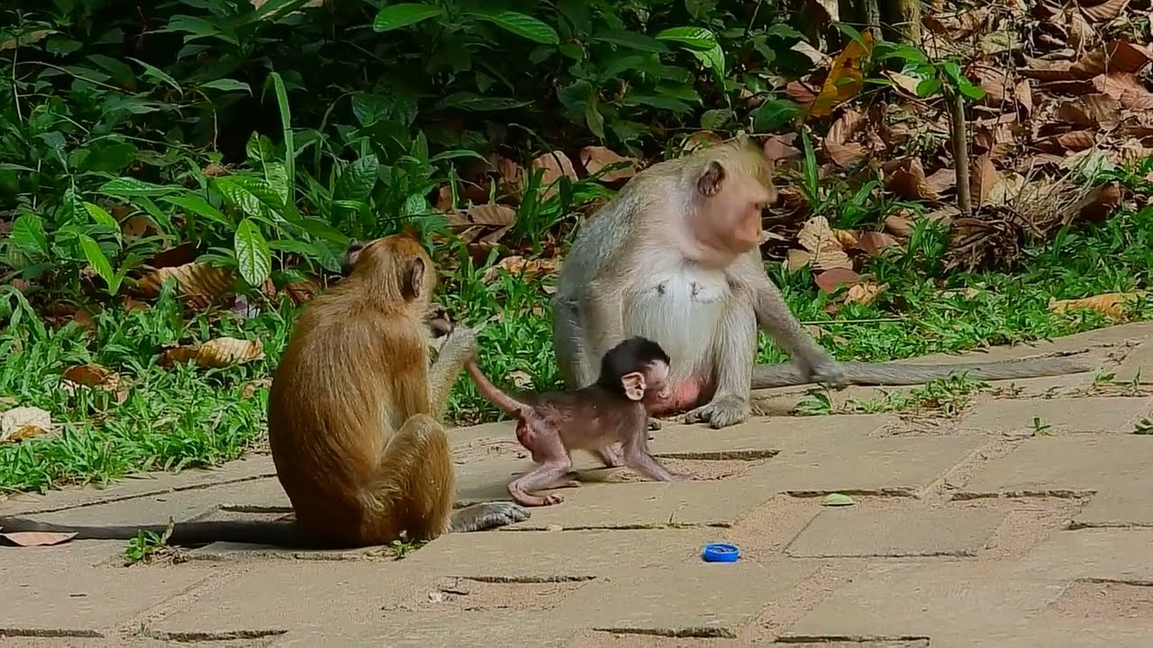Action on the tiny baby monkey when kidnapped takes her out of her mother.
