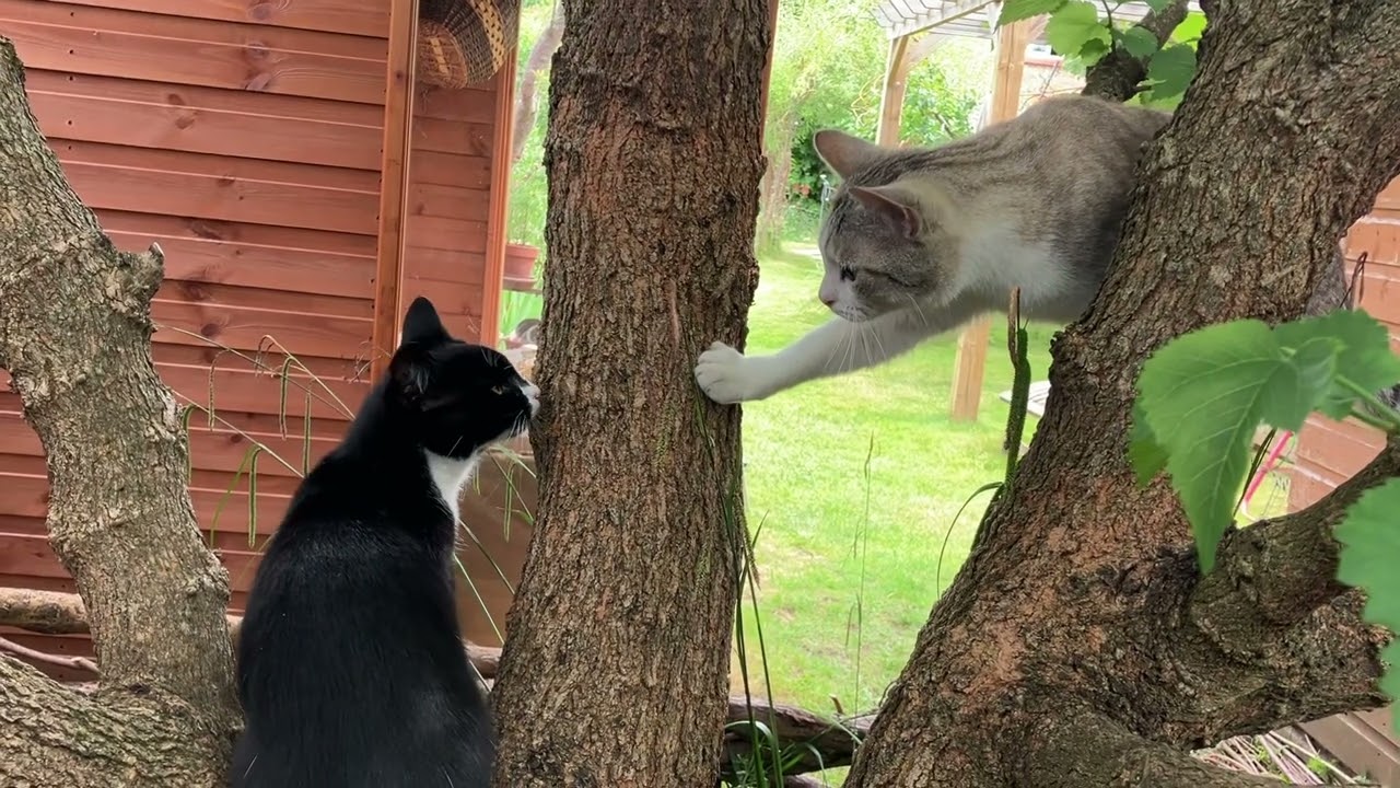 My 2 cats being funny 
