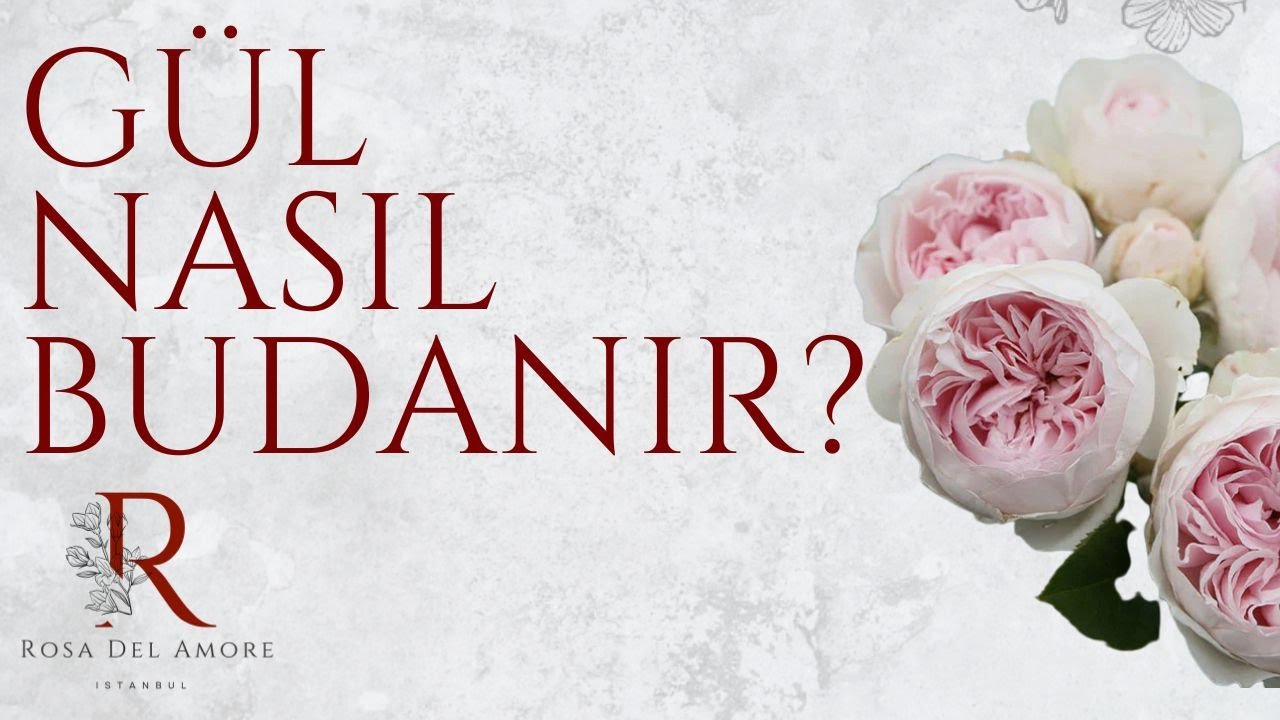 Gül Budama Zamanı - Gül Budama ve Hastalık Rehberi 1.Bölüm