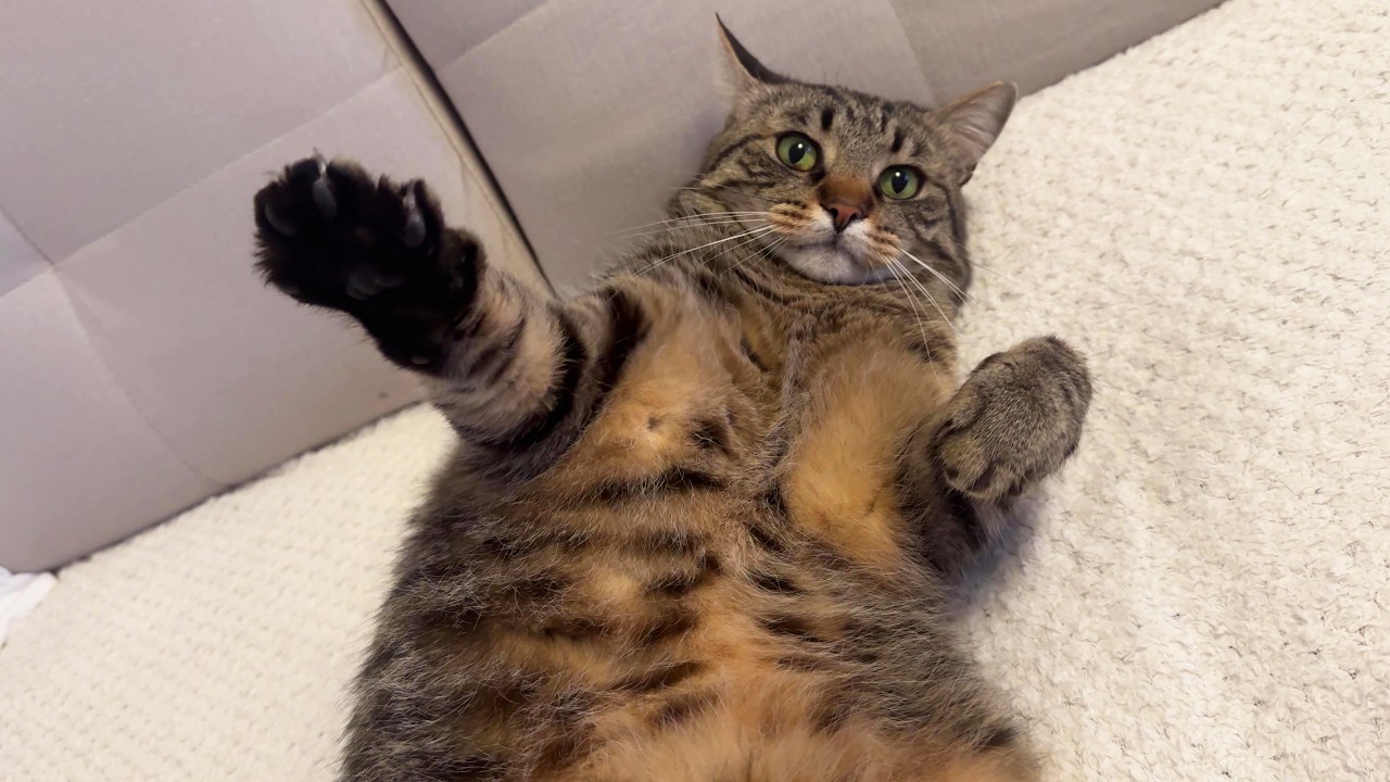 Fluffy apex predator makes air biscuits mid fight