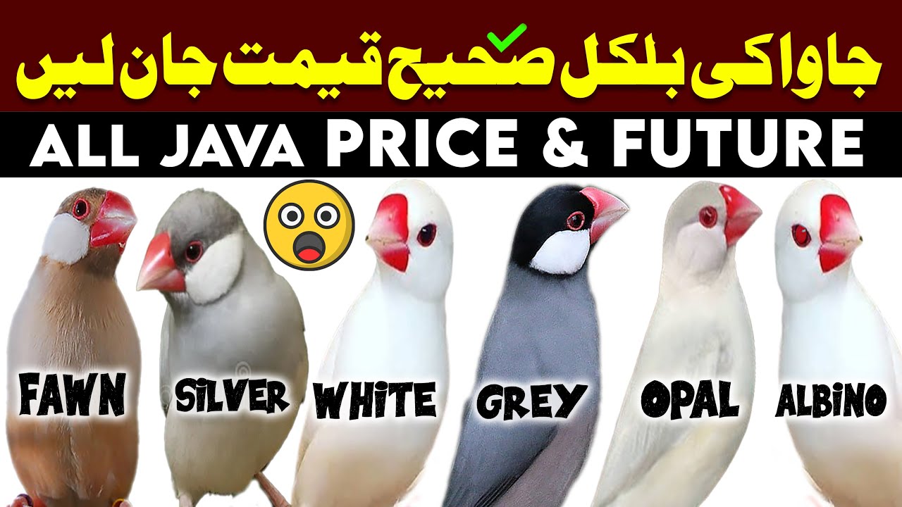 All java price & Future 2025  | java finch price in Pakistan | Silver white fawn grey albino jawa