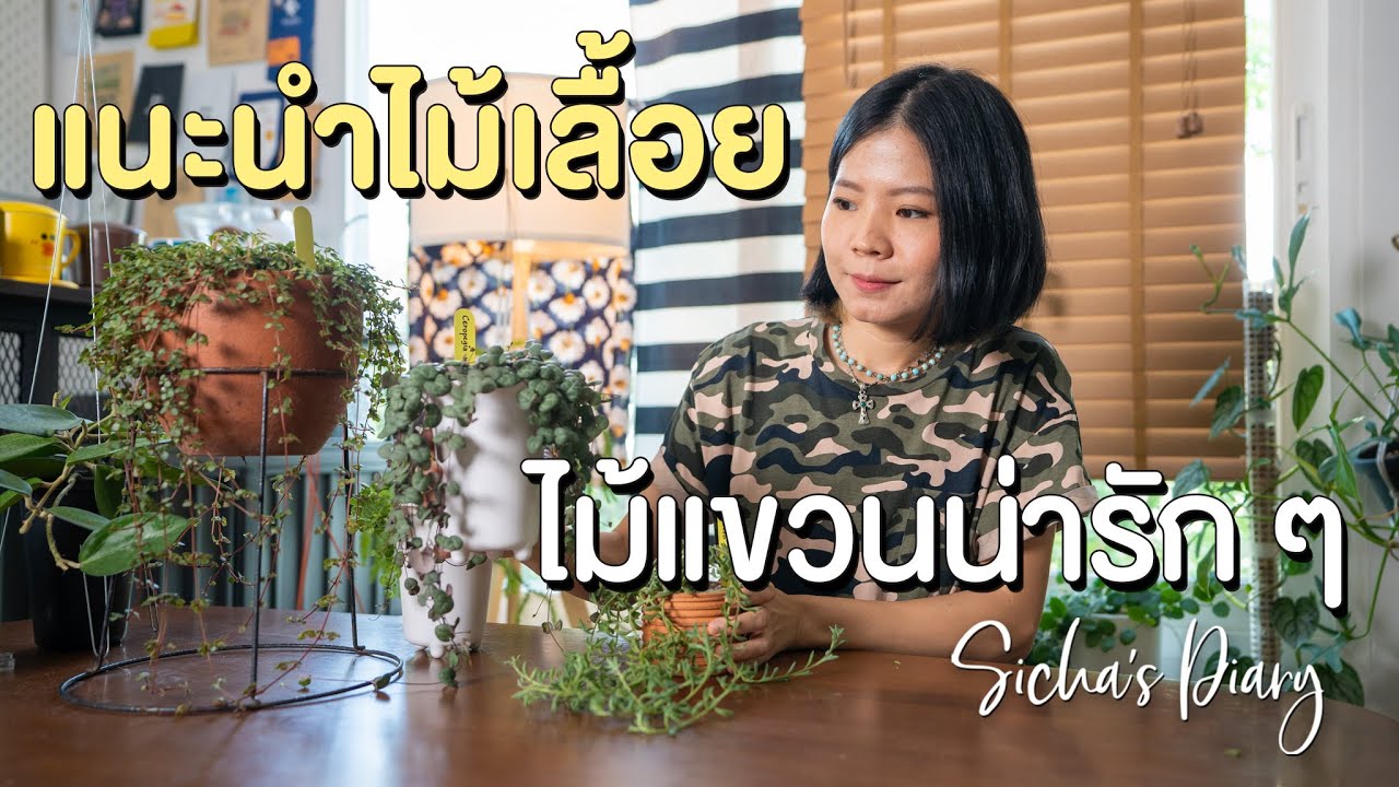 รีวิวไม้เลื้อยใบน่ารัก ไม้กระถางแขวน #ไม้ใบ #ไม้เลื้อย