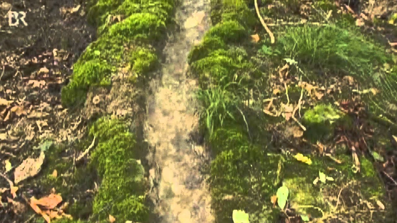 Bericht über die Steinernen Rinnen im Landkreis Weißenburg