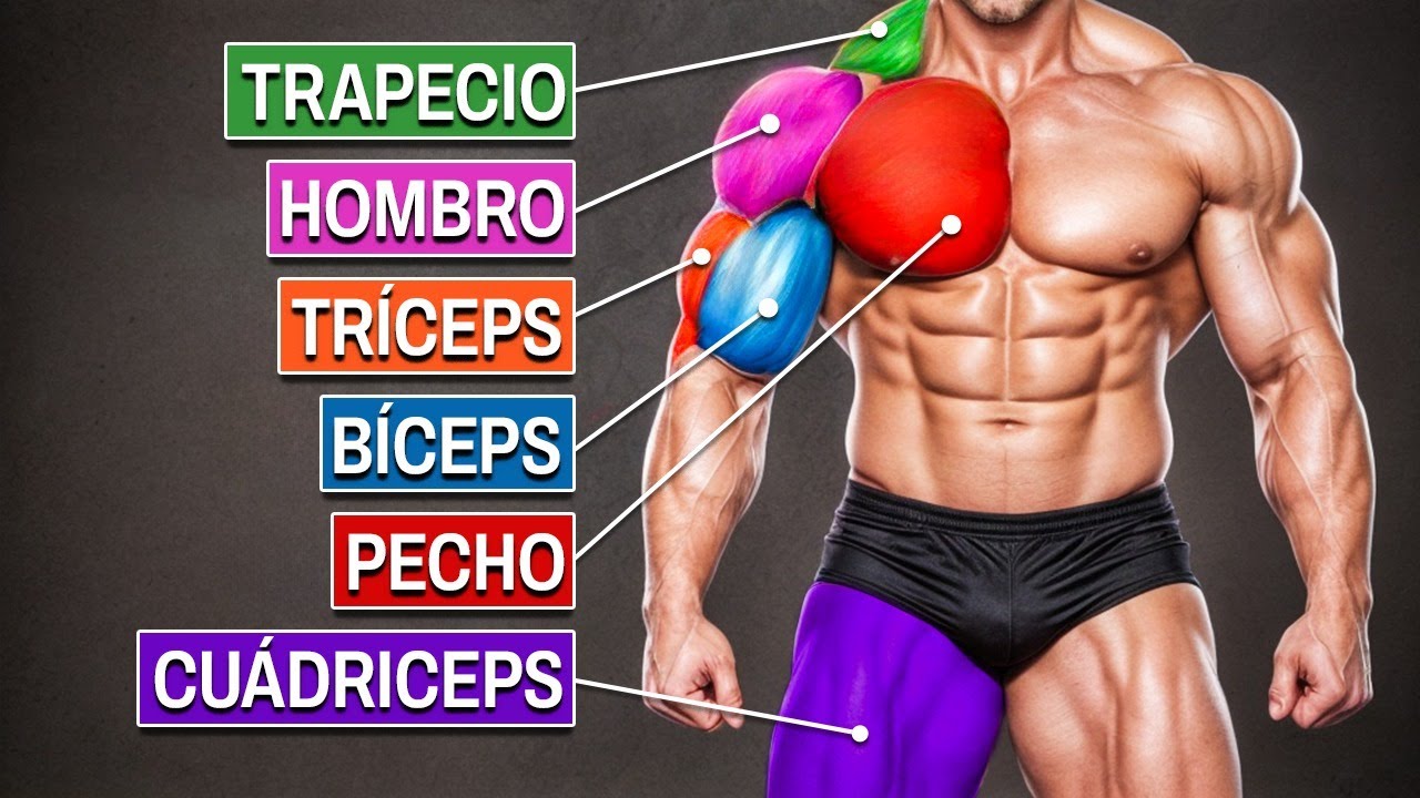 EL EJERCICIO N.º 1 PARA CADA GRUPO MUSCULAR (hombres mayores de 40)