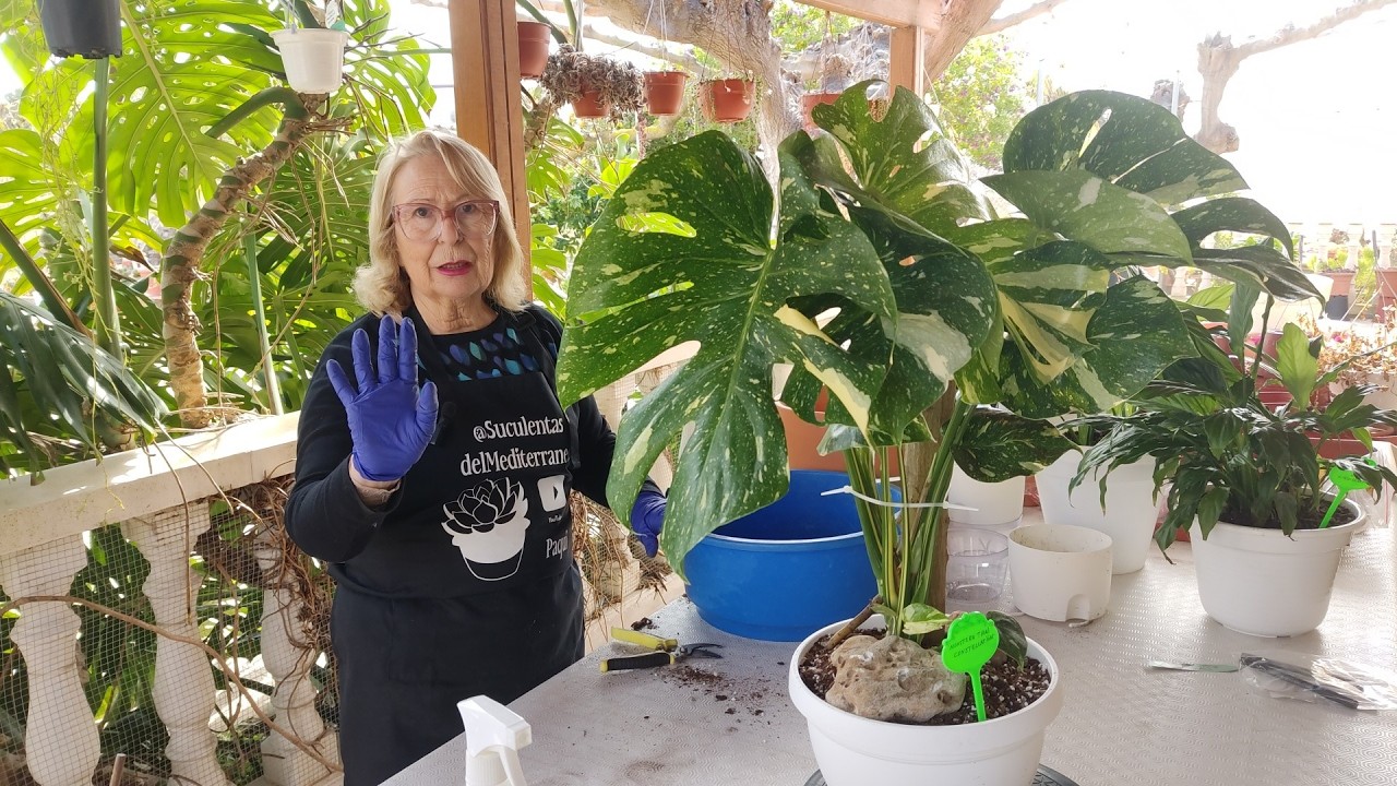 OTRAS PLANTAS DEL JARDIN