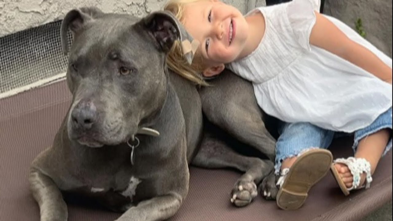 Pitties Who Lost Their Dad Do Something Magical When Meeting New Family