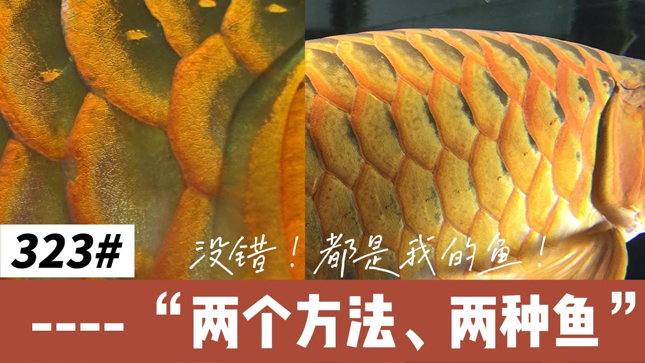 #323 都是红龙，两个方法两种龙——红龙鱼不同的发色类型