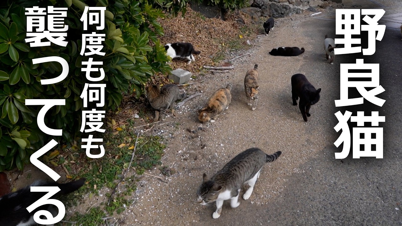 【何度も何度も付いてくる】野良猫たちが必死なその理由とは…