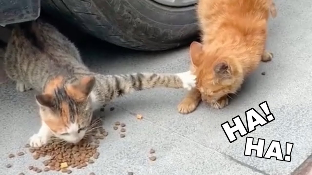 funny animals, funny cats and dogs/ #Dogs #cat #funny #comedy #ekmotahathighumechala 