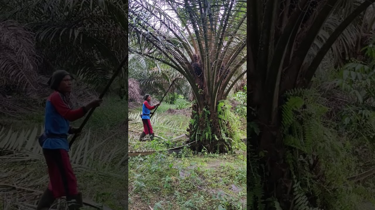 BORONGAN PRUNING SAWIT 10 RIBU PER BATANG GURIH LAH...