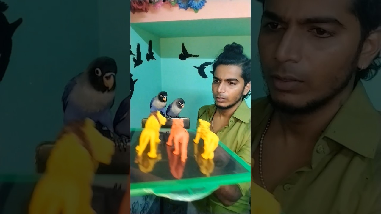 LOVE BIRDS IN AFRICAN LOVEBIRDS FLY FUN...#vlog #birds #africanlovebirds #trendingshorts #viralreels