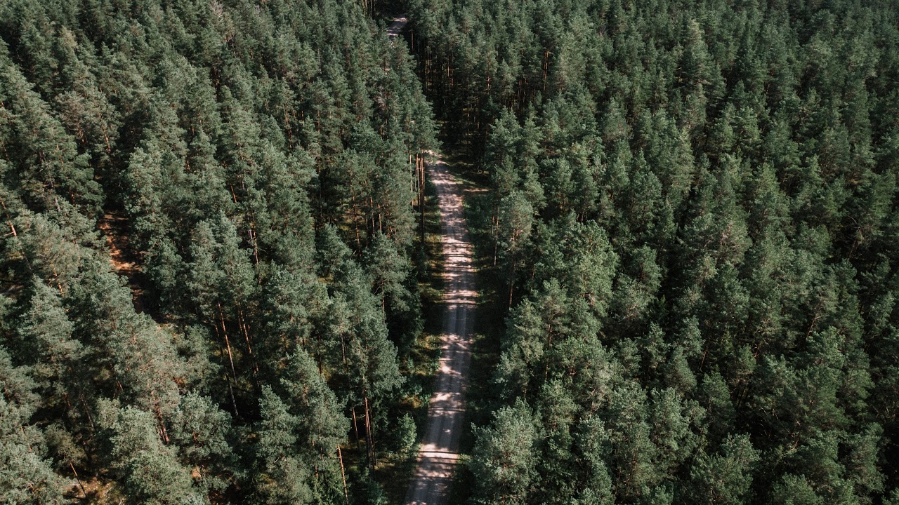 LVM Klinšu ērglis - Golden Eagle