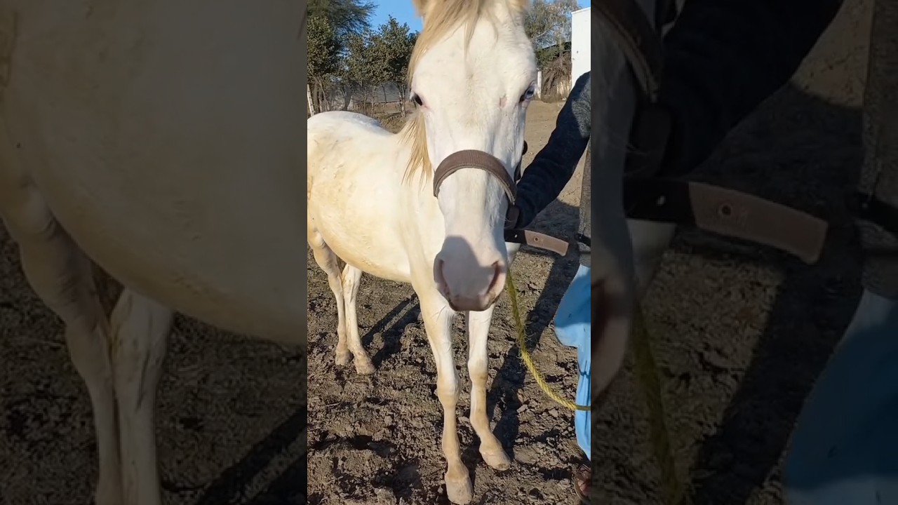 One eye black and other eye blue || horse beauty #shorts #ytshorts #horselover