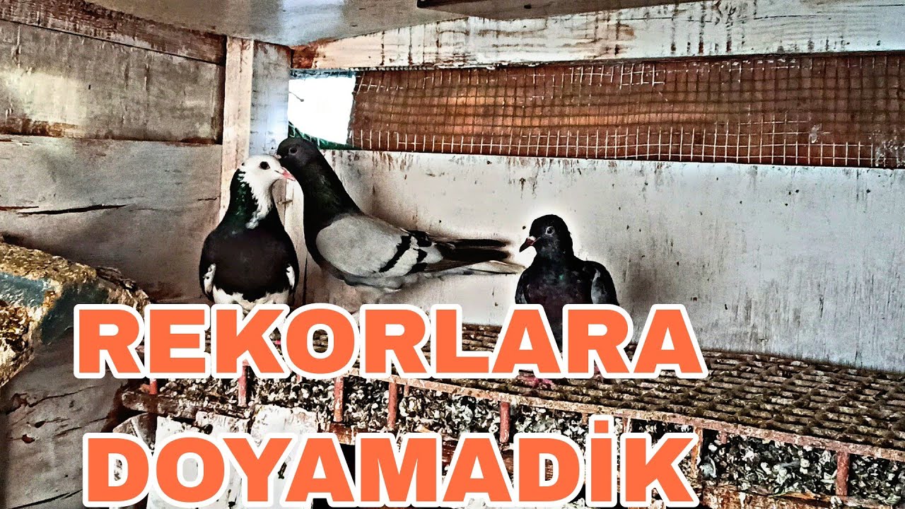 REKORLARA DOYAMADİK 3 TANE KUS TEK SEFERDE ÇEKTİK