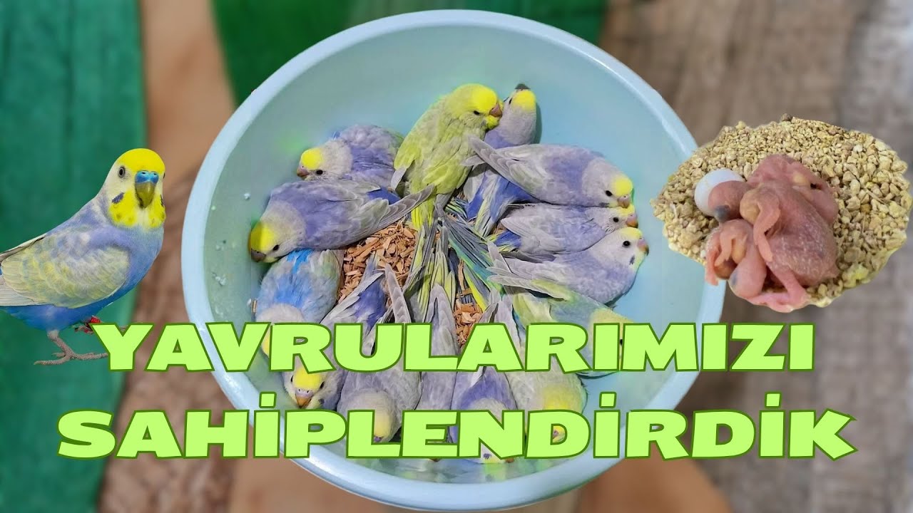 YAVRULARIMIZI SAHİPLENDİRDİK😍YENİ BEBEKLER YETİŞİYOR🥰