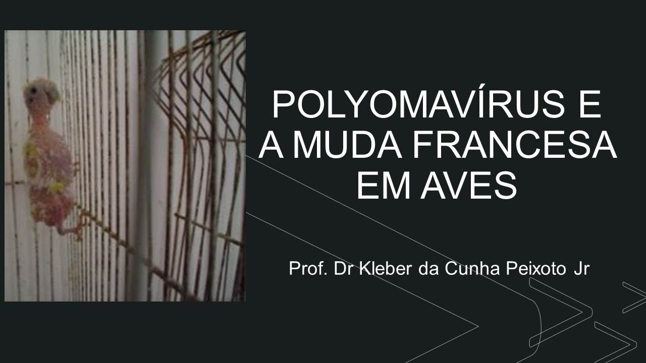POLYOMAVÍRUS É A PRINCIPAL CAUSA DE MUDA FRANCESA EM PERIQUITOS (BICO E PENAS EM PSITACÍDEOS)