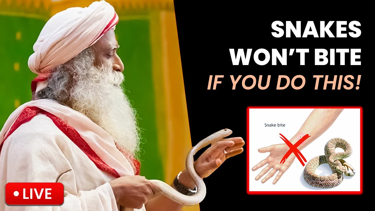 🔴LIVE | Sadhguru | If You Do This 1 Thing | Snakes Will Never Bite You🐍