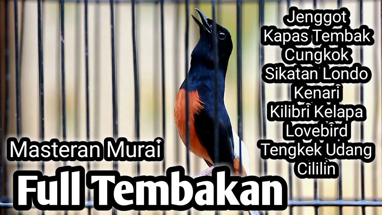 MURAI BATU GACOR FULL ISIAN TEMBAKAN KAPAS TEMBAK KENARI CUNGKOK JENGGOT CILILIN LOVEBIRD KORLAP DLL